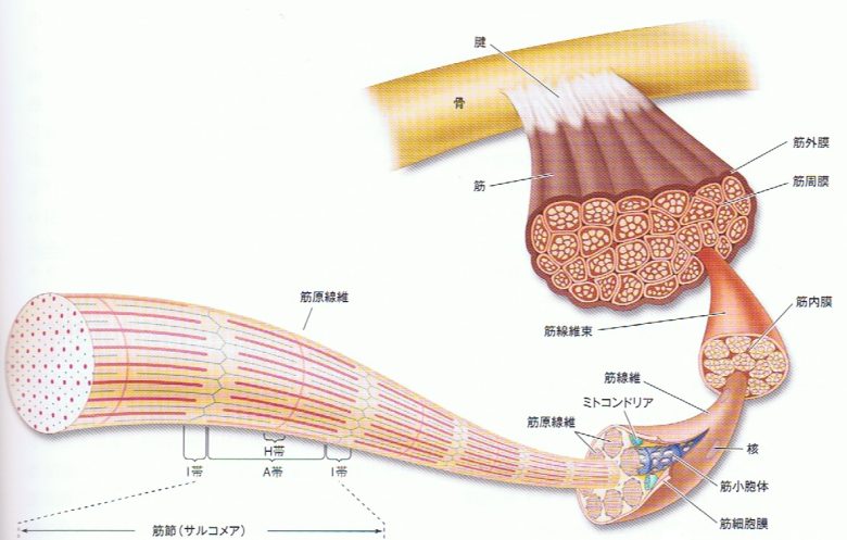 膜で包まれた筋肉の構造 筋膜リリース福岡天神